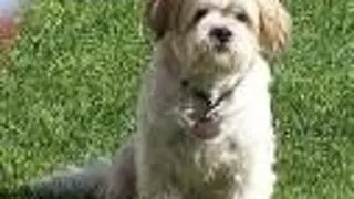 Se lanseaza animale.ro!
