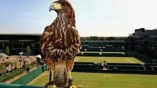 Soimul Rufus, simbol Wimbledon, a fost recuperat in siguranta