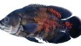 Astronostus Ocellatus (Cuvier) sau Pestele Oscar