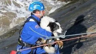 Un caine a scapat cu viata dupa ce a cazut de pe o faleza (Foto)