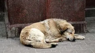 Politia Animalelor va fi infiintata si in Romania