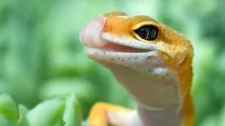 Specii de reptile potrivite pentru incepatori