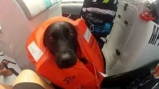 Prietenie speciala: un caine labrador inoata cu delfinii! (Video)