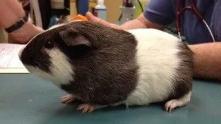 Cum tratezi pneumonia virala la porcusorul de Guineea