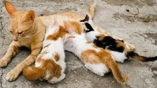 Pisica lauza: Cum tratezi mastita la pisici