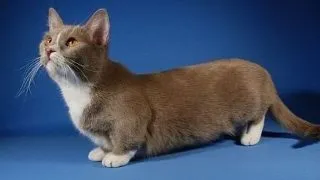 Munchkin