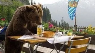 Patru ursi petrecareti au baut 100 de beri dintr-o cabana din Norvegia! (Video)