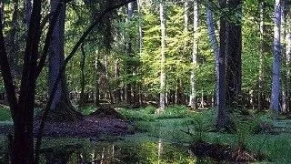 Parcul national Bialowieza (Polonia)