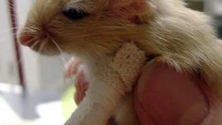 Fracturile la hamsteri