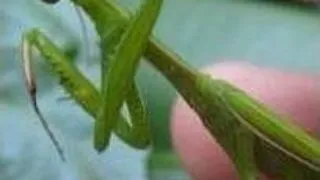 Calugarita