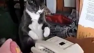 O pisicuta este fascinata de un telefon fix (Video)