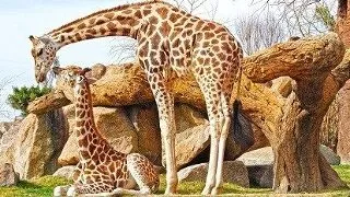 Bioparc Valencia, gradina zoologica ecologica din Spania