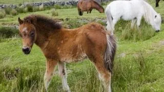 Parcul national Dartmoor, Marea Britanie
