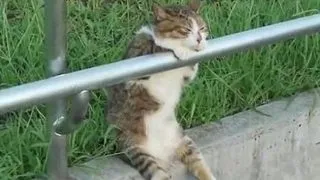Iat-o pe cea mai relaxata pisicuta din lume! (Video)