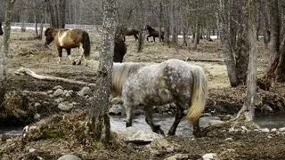 Un sat din judetul Harghita adaposteste singura herghelie de cai islandezi din Romania!