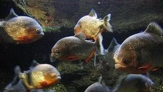 Branhiomicoza la pesti de acvariu