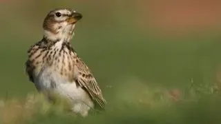 Imperecherea la ciocarlia de Baragan
