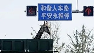 Atentie la cap! O girafa, nevoita sa se plimbe cu masina pe soselele aglomerate din China