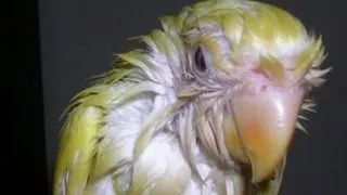Micoze la pasarile de companie