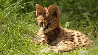 Parc des Felins (Franta)