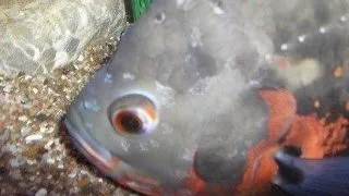 Boala gaurilor in cap la pestii de acvariu