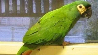 Astmul la papagali