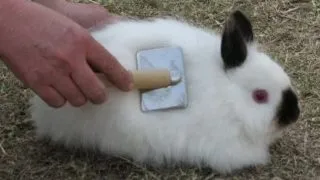 Ingrijirea iepurelui de Angora