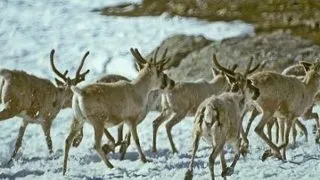 Parcul national Hardangervidda, Norvegia