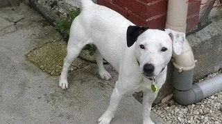 Jack Russell norocos: a supravietuit dupa ce a fost otravit si ingropat de viu