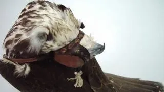 Paramixoviroza la pasari