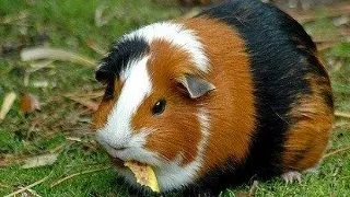 Porcusorul de Guineea