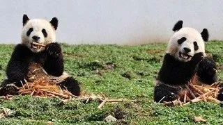 Ursii panda evacuati dupa cutremurul din China s-au intors acasa