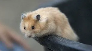 Coada umeda la hamster, cea mai periculoasa boala