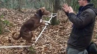 Ozzy, cainele acrobat, se balanseaza pe sarma in doua labe