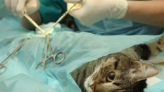Chirurgia animalelor imbunatateste medicina umana
