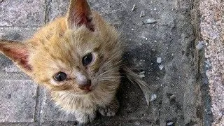 Pisoi adoptat de un babuin la Zoo