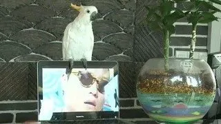 Vezi papagalul care canta Gangnam Style