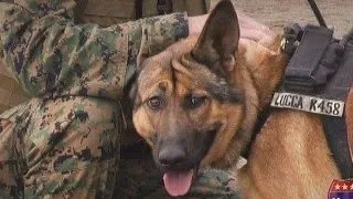 Lupta pentru patrie: cainii militari sufera de sindrom posttraumatic
