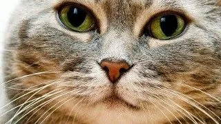 Colesterol ridicat la pisici: cum tratezi hiperlipidemia