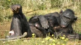 Valea Maimutelor (Vallee des Singes), un parc inedit din Franta