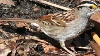 Pasarile urbane evolueaza: folosesc chistocuri de tigara la constructia cuibului
