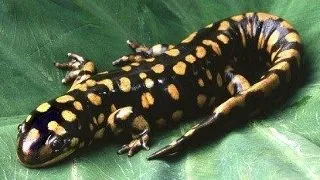 Salamandra comuna sau de foc (Salamandra Salamandra)