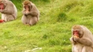 Highland Wildlife Park (Scotia)
