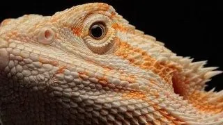 Agama cu barba