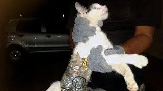 Pisica, solutie de a evada din inchisoare?