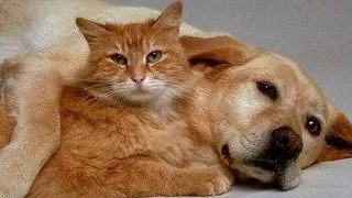 Pericole casnice neasteptate pentru animalele de companie