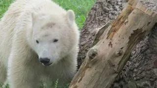 Skandinavisk Dyrepark, parcul ursilor polari din Danemarca