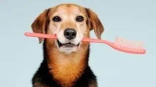 Sfaturi utile de curatare a danturii animalelor de companie
