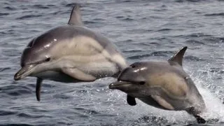 Eveniment emotionant in lumea animalelor: 5 delfini au incercat sa salveze un prieten pe moarte