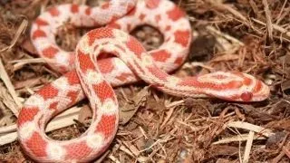 Sarpele de Porumb (Elaphe guttata)
